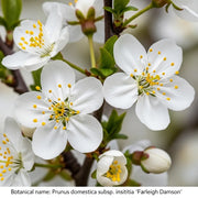 5ft 'Farleigh' Damson Tree | 9L Pot | 2 Years Old